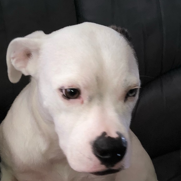 Meet your Posher, Mandy - Picture 1 of 1